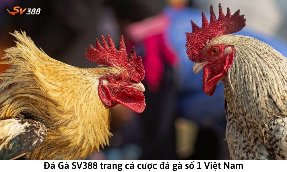 Đá gà SV388 Trực Tiếp - Cược đá gà trực tuyến hàng đầu Đông Nam Á